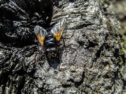Attēlu rezultāti vaicājumam “Mesembrina meridiana”