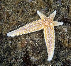 Image result for Asterias rubens