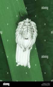 Attēlu rezultāti vaicājumam “Orthezia urticae”