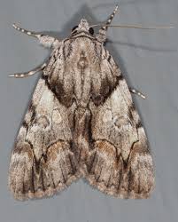 Attēlu rezultāti vaicājumam “Catoptria fulgidella”