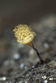 Attēlu rezultāti vaicājumam “Hemitrichia lutescens macro”