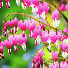 Image result for tränendes Herz