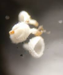 Attēlu rezultāti vaicājumam “Lachnum corticale”