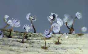 Attēlu rezultāti vaicājumam “Didymium proximum macro”