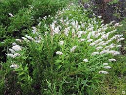 Attēlu rezultāti vaicājumam “Licea pygmaea sessile”