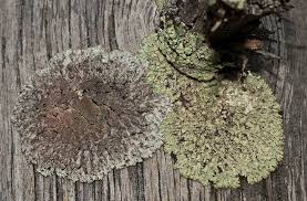 Attēlu rezultāti vaicājumam “Parmeliopsis ambigua”