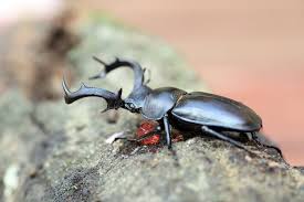 Attēlu rezultāti vaicājumam “Dendrophagus crenatus”