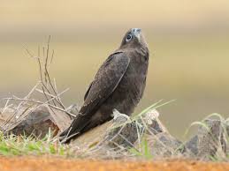 Image result for Falcons Black