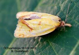 Attēlu rezultāti vaicājumam “Agapeta hamana”