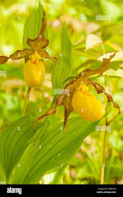 Attēlu rezultāti vaicājumam “Cypripedium calceolus”