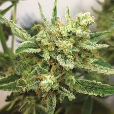 Attēlu rezultāti vaicājumam “Cannabis sativa fruit”