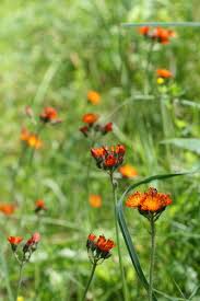 Image result for Hieracium aurantiacum