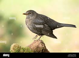 Attēlu rezultāti vaicājumam “Turdus merula female”