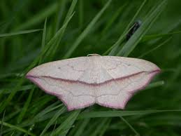 Attēlu rezultāti vaicājumam “Timandra comae”