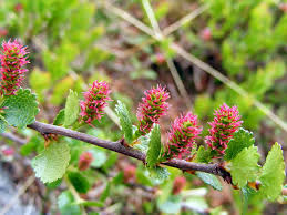 Attēlu rezultāti vaicājumam “Betula nana flower”