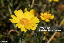 Attēlu rezultāti vaicājumam “Anthemis tinctoria flower”