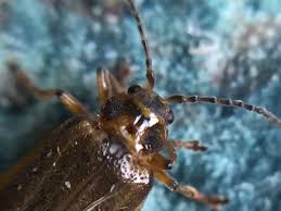 Attēlu rezultāti vaicājumam “Galerucella nymphaeae”