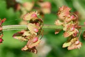 Attēlu rezultāti vaicājumam “Rumex obtusifolius flower”