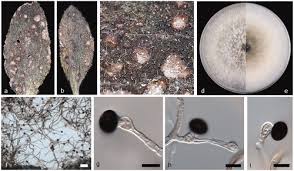 Attēlu rezultāti vaicājumam “Comatricha elegans var. microspora spores”