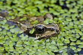 Attēlu rezultāti vaicājumam “Rana temporaria adult”