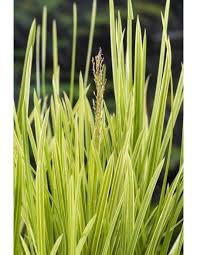 Attēlu rezultāti vaicājumam “Glyceria maxima”