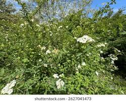 Attēlu rezultāti vaicājumam “Spiraea chamaedryfolia”