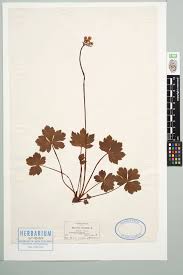 Attēlu rezultāti vaicājumam “Sanicula europaea”