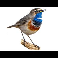 Image result for Luscinia luscinia