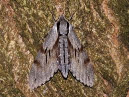 Attēlu rezultāti vaicājumam “Sphinx pinastri”