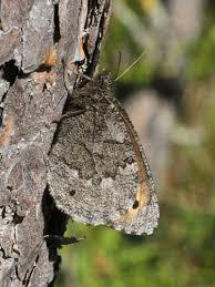 Attēlu rezultāti vaicājumam “Oeneis jutta”