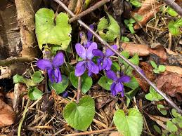 Image result for Veilchen