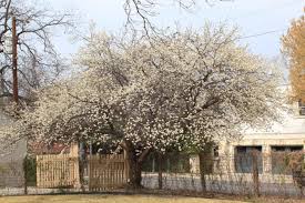 Attēlu rezultāti vaicājumam “Prunus (plum-tree)”