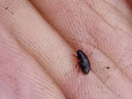 Attēlu rezultāti vaicājumam “Enochrus affinis”