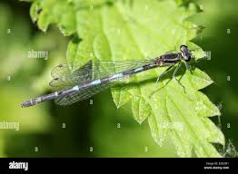 Attēlu rezultāti vaicājumam “Coenagrion pulchellum female”