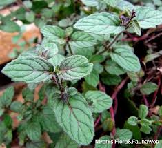 Image result for Mentha piperita