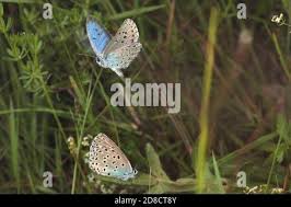 Attēlu rezultāti vaicājumam “Phengaris arion upperside”