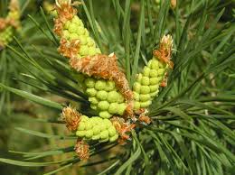 Attēlu rezultāti vaicājumam “Pinus sylvestris male flower”