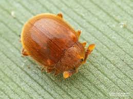 Attēlu rezultāti vaicājumam “Endomychidae”