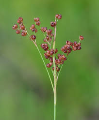 Attēlu rezultāti vaicājumam “Juncus gerardii leaf”