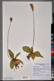 Attēlu rezultāti vaicājumam “Plantago media”