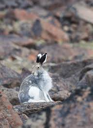 Attēlu rezultāti vaicājumam “Thecabius affinis imago”