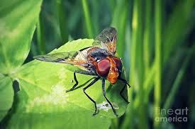 Attēlu rezultāti vaicājumam “Volucella pellucens”