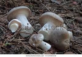 Attēlu rezultāti vaicājumam “Clitocybe nebularis”