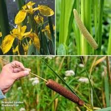 Attēlu rezultāti vaicājumam “Sparganium erectum aggr.”