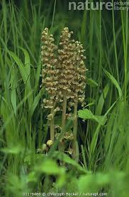 Attēlu rezultāti vaicājumam “Neottia nidus-avis”