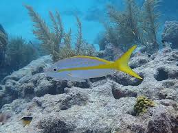 Image result for Ocyurus chrysurus