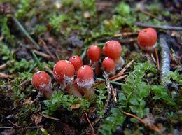 Attēlu rezultāti vaicājumam “Microstoma protracta”