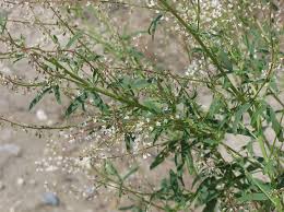 Attēlu rezultāti vaicājumam “Melilotus wolgicus”