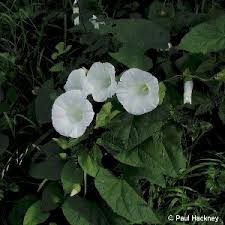 Attēlu rezultāti vaicājumam “Calystegia inflata flower”