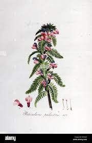 Attēlu rezultāti vaicājumam “Pedicularis palustris leaf”